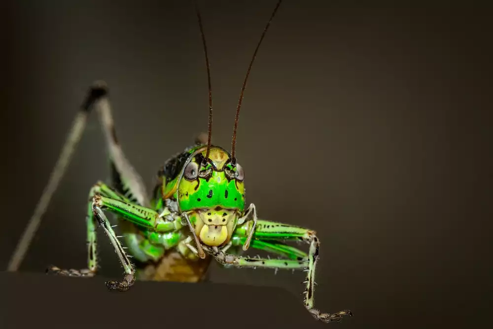 Kobylka Zelená