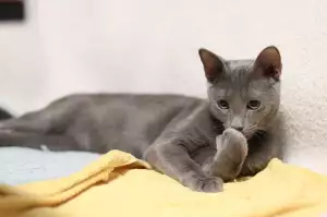 Ruská Modrá Kočka