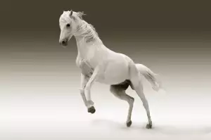 Pronájem Koně