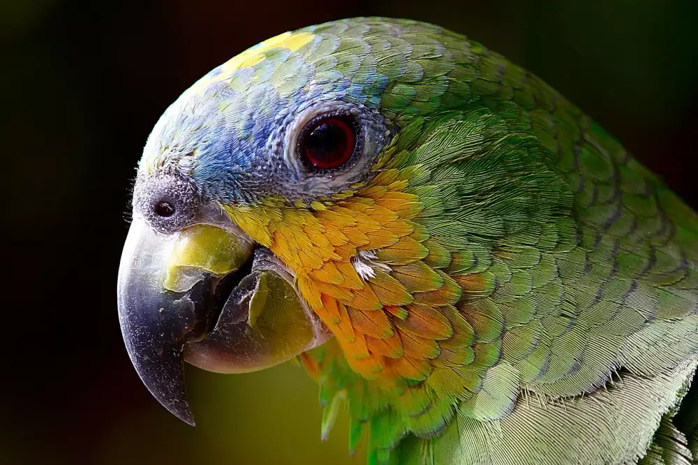 Papoušek Žako Cena