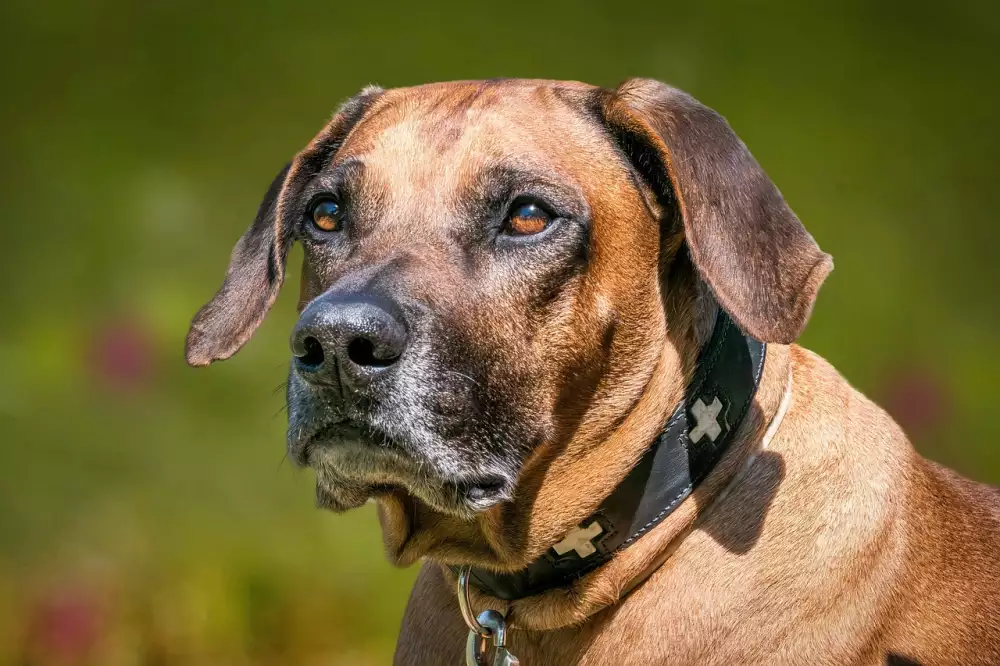 Rhodéský Ridgeback Štěňata